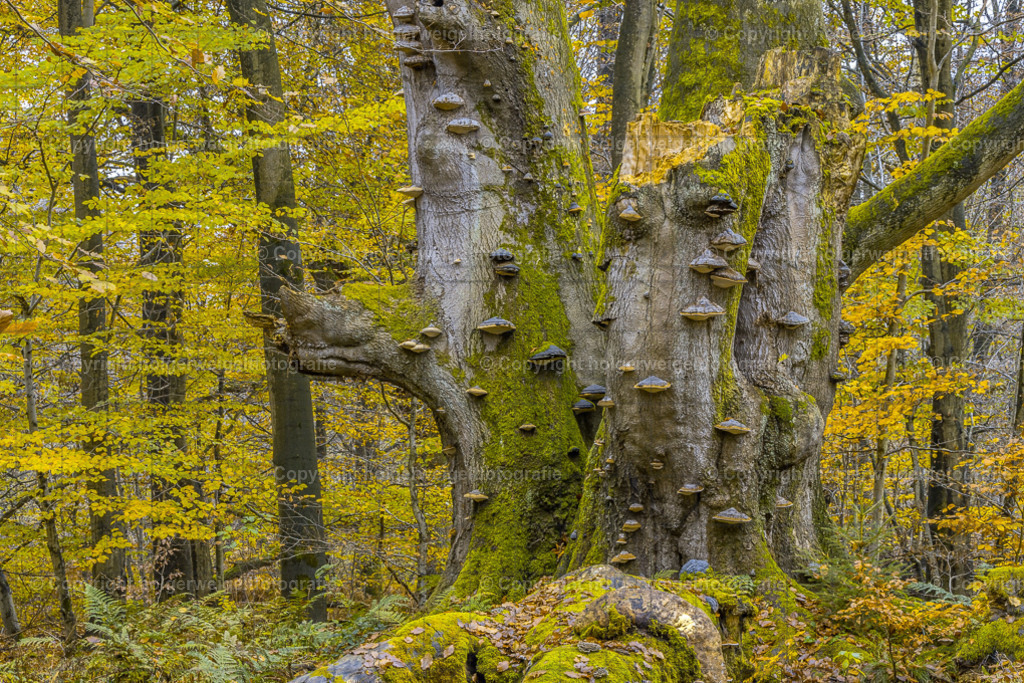 20241112130705D75_8047 | Kaufen sie online außergewöhnliche Fotografien auf Leinwand Acrylglas Fotoprint Aludibond von holgerweigeltfotografie - Realisiert mit Pictrs.com