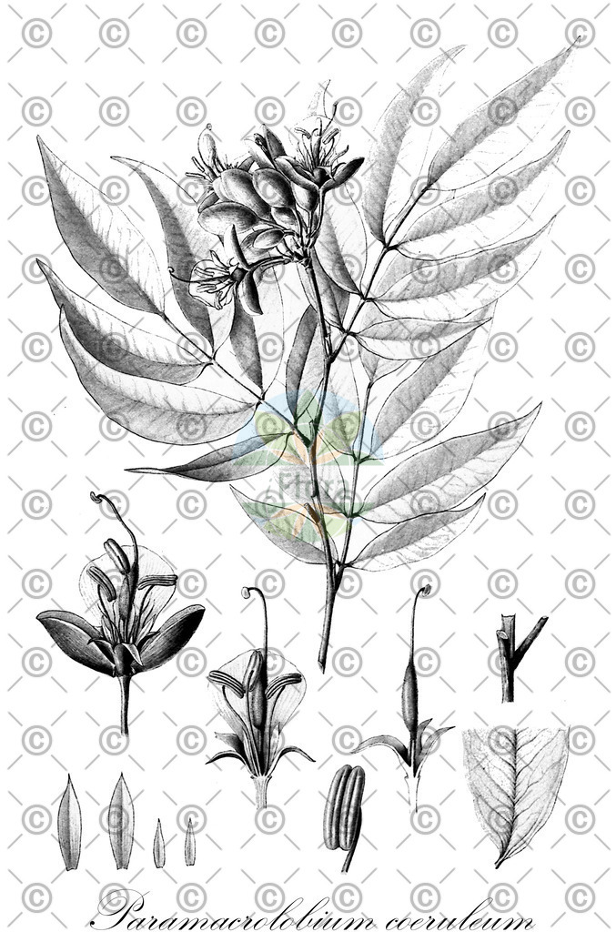 HistAbb_EMP_94060_2_SIMPLE | Historische Abbildung von Paramacrolobium coeruleum - Fabaceae | Historical Illustration of Paramacrolobium coeruleum - Fabaceae