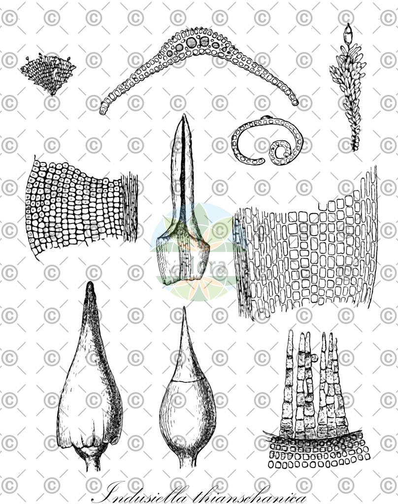 HistAbb_wfo-0000217477_1_ENZY_Simple | Historische Abbildung von Indusiella thianschanica - Ptychomitriaceae | Historical Illustration of Indusiella thianschanica - Ptychomitriaceae