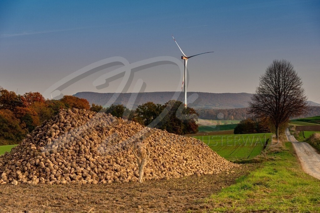 AgrarArt-RÜBENMIETE_0186 | #005 | Modell: Darky | Foto: Carsten Dauer - Realisiert mit Pictrs.com