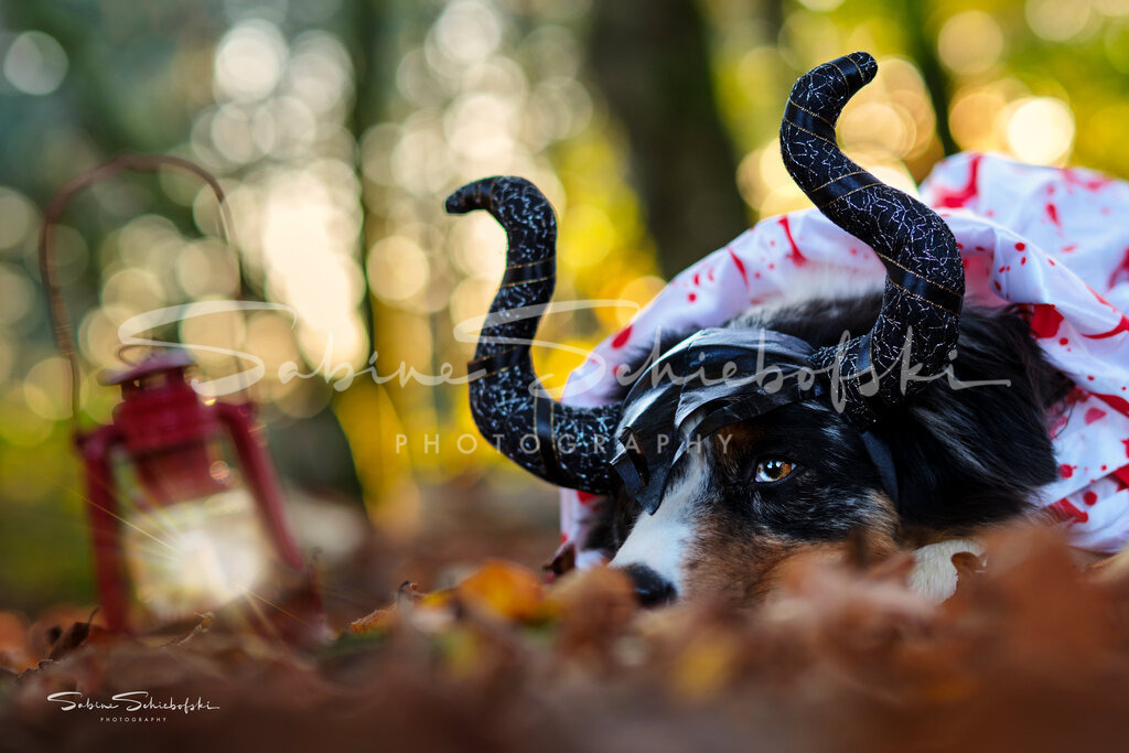 May-Halloween_29-10-24_DSCF8541 | People- und Tierfotografie, Imageaufnahmen, Veranstaltungsfotografie und Wandbilder aus der Natur ★ Made in Germany ✔️ Druck + Downloads ✔️ Naturfotografie in Top Qualität ★ schneller Versand, weltweite Lieferung! - Realisiert mit Pictrs.com