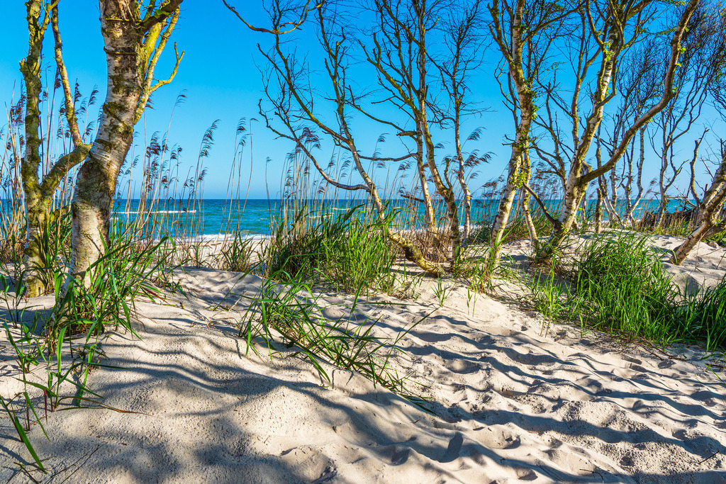 Düne und Küstenwald am Weststrand auf dem Fischland-Darß | Düne und Küstenwald am Weststrand auf dem Fischland-Darß.