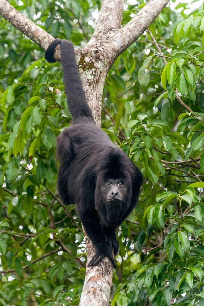 male howler monkey on a branch | a male howler monkey in the trees at the ancient mayan ruins of Yaxchilan - Realisiert mit Pictrs.com