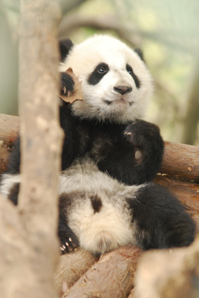 DSC_2418 | Pandiboo - Realisiert mit Pictrs.com