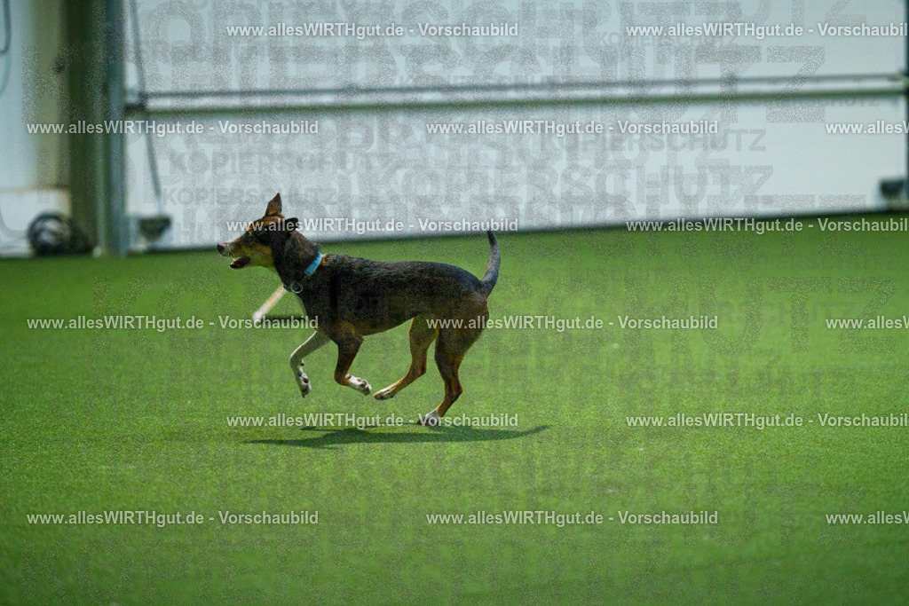 7R503822 | Professionelle Tierfotografie in Mönchengladbach von Daniel Wirth (allesWIRTHgut). Liebevolle & natürliche Bilder von Hunden & Katzen für unvergessliche Erinnerungen.