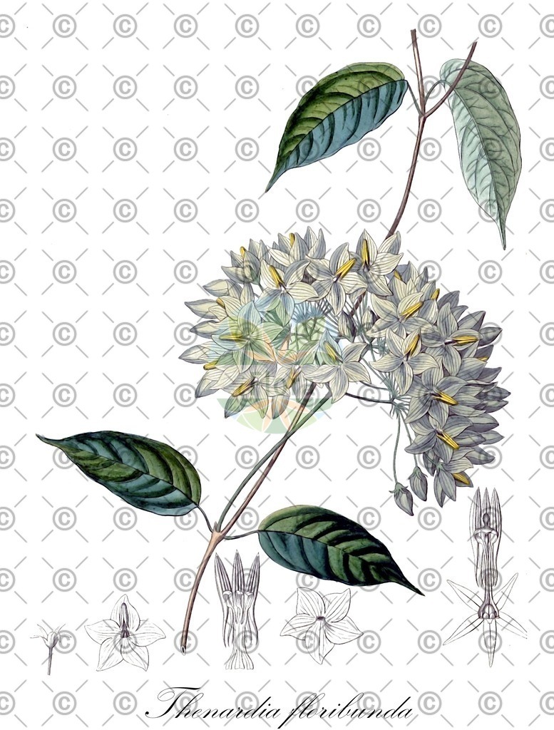 HistAbb_wfo-0000786934_1_ENZY_Simple | Historische Abbildung von Thenardia floribunda - Apocynaceae | Historical Illustration of Thenardia floribunda - Apocynaceae