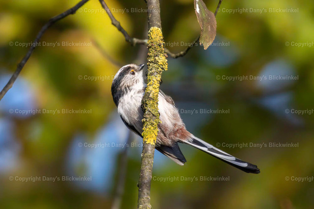 201780 | Tierfotografie, Tierkalender, Tierbilder, Insekten, Spinnen, Vögel, Schmetterling, Libellen, Leinwand, Colorkey, Qualität, Geschenkartikel, Geschenk - Realisiert mit Pictrs.com