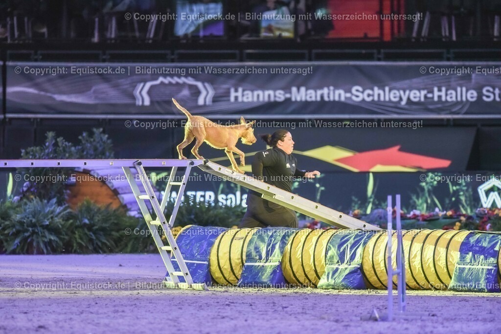 20231115_Dog-Agility_0117_TOMsPiC | Foto: Thomas Hartig