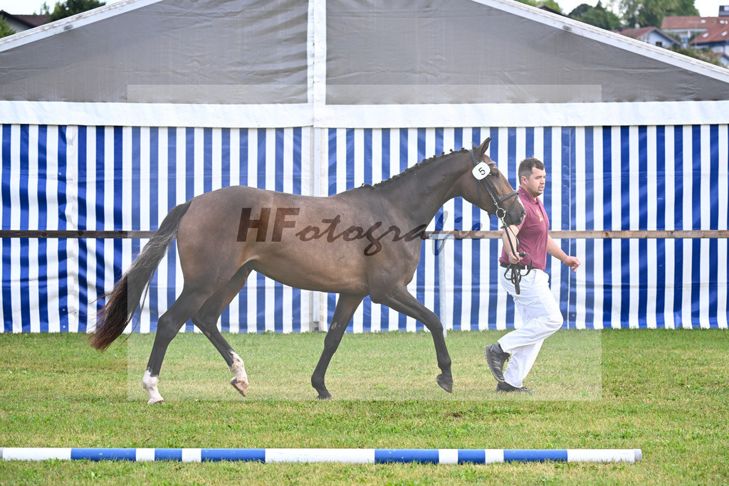 Kat-Nr. 5 Carathella v. Limbothello B_Hoffmeister_30250063 | hf-fotografie - Realizzato con Pictrs.com
