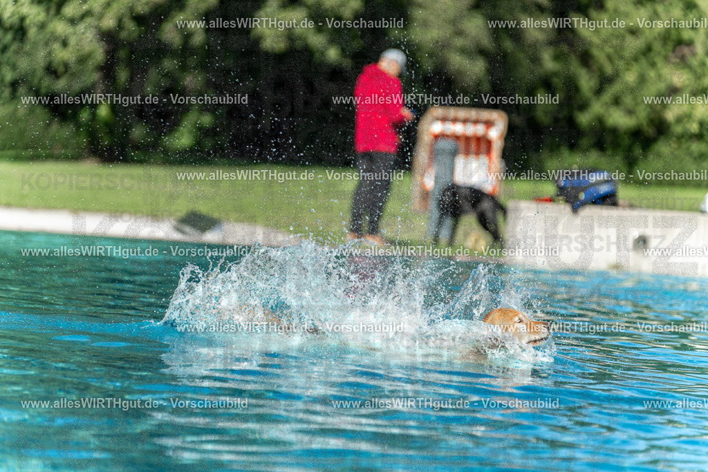Hundeschwimmen_Volksbad_2026-allesWIRTHgut_Tierfotografie-2609061101-101131-7R509337 | Professionelle Tierfotografie in Mönchengladbach von Daniel Wirth (allesWIRTHgut). Liebevolle & natürliche Bilder von Hunden & Katzen für unvergessliche Erinnerungen.