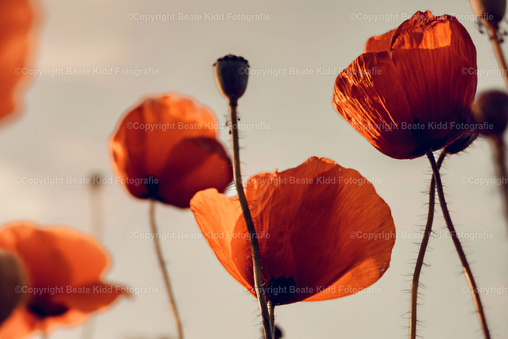 P1750933 | beatekidd-fotografie - Realisiert mit Pictrs.com