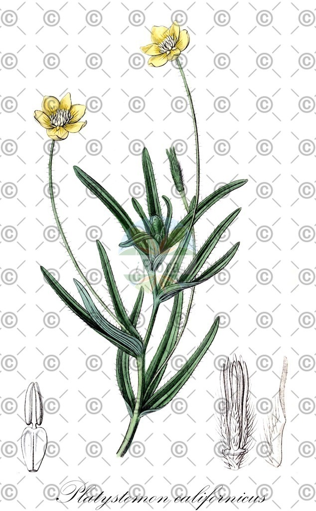 HistAbb_wfo-0000475763_1_ENZY_Simple | Historische Abbildung von Platystemon californicus - Papaveraceae | Historical Illustration of Platystemon californicus - Papaveraceae