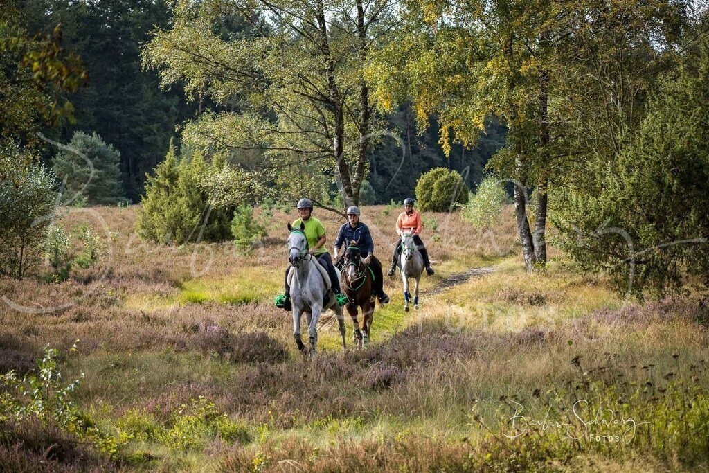 DdLH-WehlenerHeide_2025-09-20_25 | Fotografie, Veranstaltungs-Fotografie, Pferde-Fotografie, Landschafts-Fotografie, Reise-Fotografie - Realisiert mit Pictrs.com