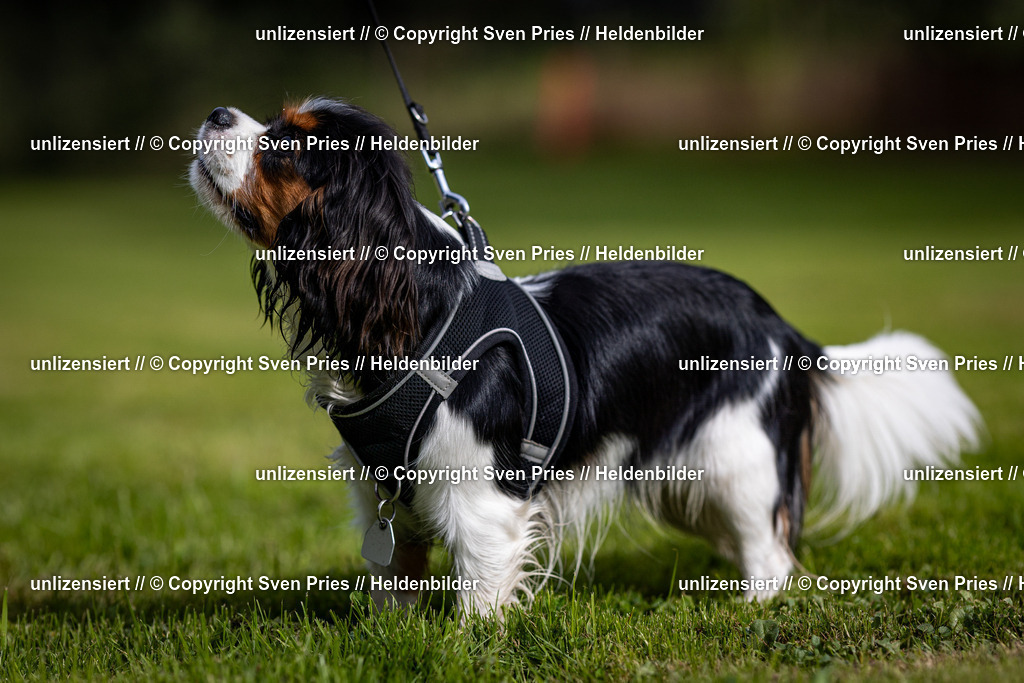 Sven Pries | 2024-09-22 - Hunderennen Baden-BadenPudelverein - Realisiert mit Pictrs.com