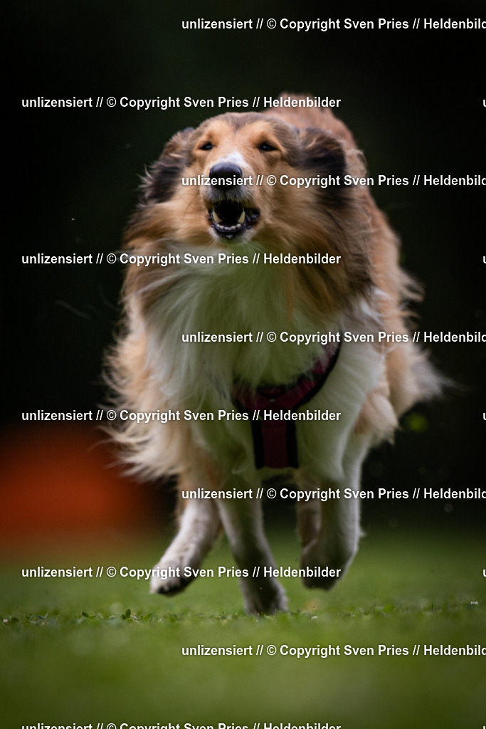 Sven Pries | 19. Allgemeines Hunderennen Karlsruhe Durlach - Realisiert mit Pictrs.com