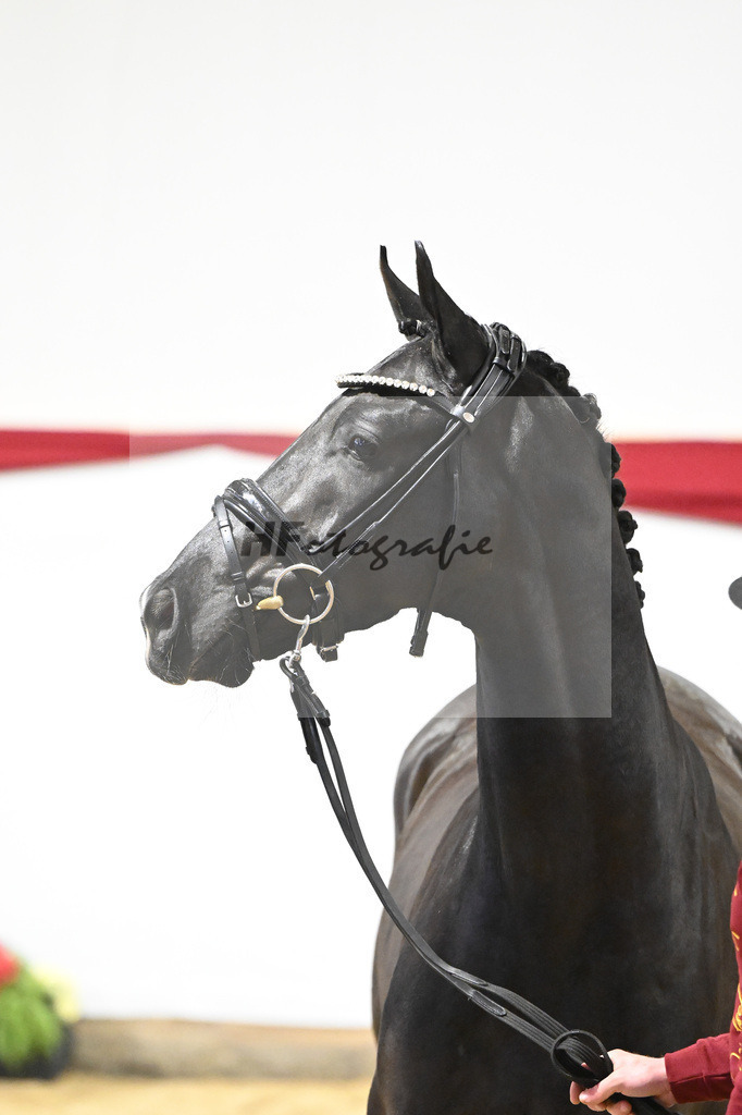 Kat-Nr. 2 v. Fuerst Samarant_Beckmann_63220342 | hf-fotografie - Realizzato con Pictrs.com