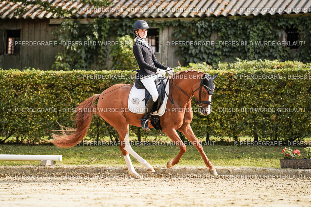 DSC05916 | Pferdegrafie