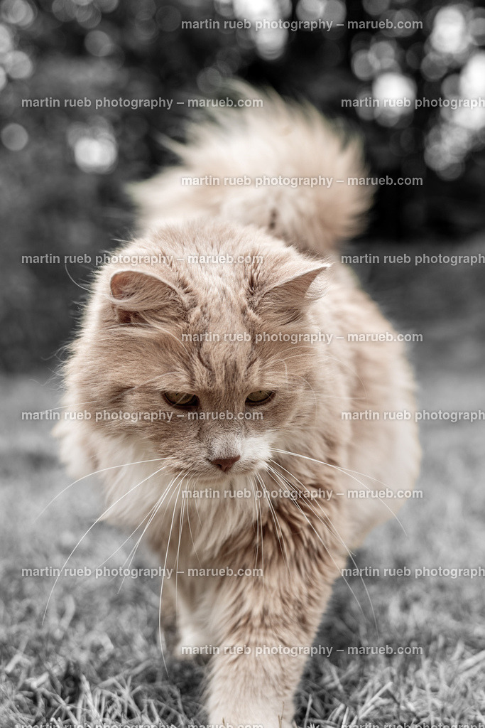 Catwalk | Domestic Norwegian cat takes a walk among the garden - Realisiert mit Pictrs.com