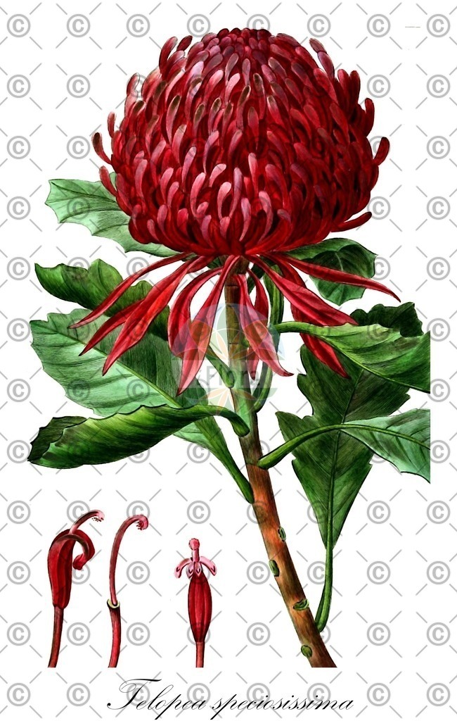 HistAbb_wfo-0000321495_1_ENZY_Simple | Historische Abbildung von Telopea speciosissima - Proteaceae | Historical Illustration of Telopea speciosissima - Proteaceae