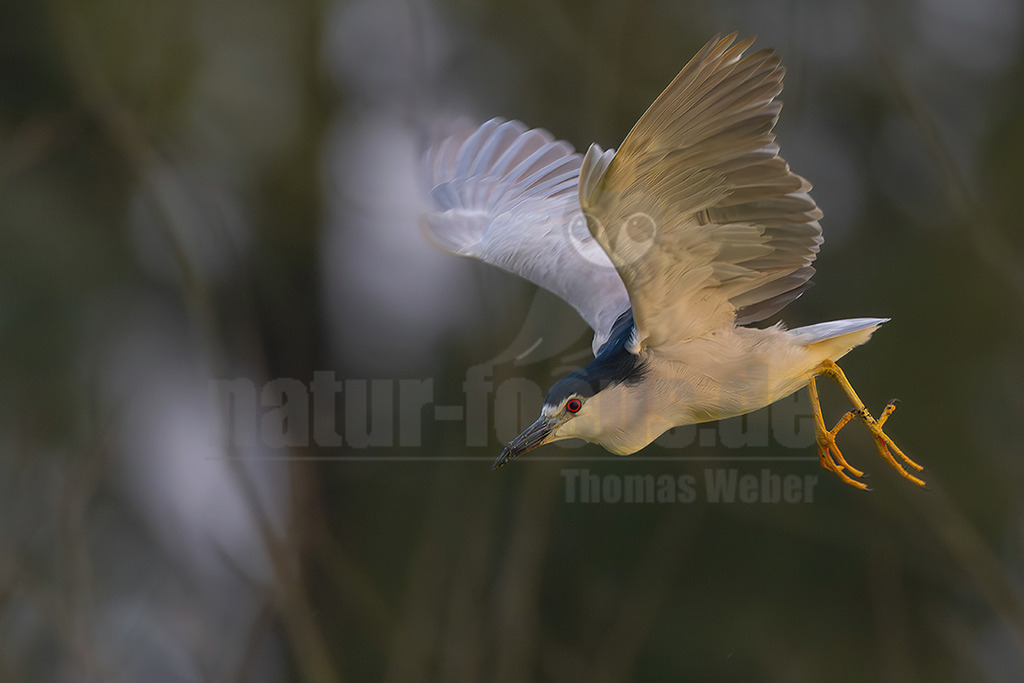 R6NF4175_20250808 | Der Nachtreiher ist ein kleiner eher gedrungen wirkendender Reiher und hat einen passenden Namen, denn er ist hauptsächlich dämmerungs- und nachtaktiv. Aus dem grauen und blauschwarzen Erscheinungsbild stechen die karminroten großen Augen klar hervor. In Deutschland brüten bisher nur wenige Brutpaare im Süden. Häufig sieht man ihn in der Dunkelheit nicht, sondern kann viel eher seinen froschartig quakenden Ruf hören. - Realisiert mit Pictrs.com