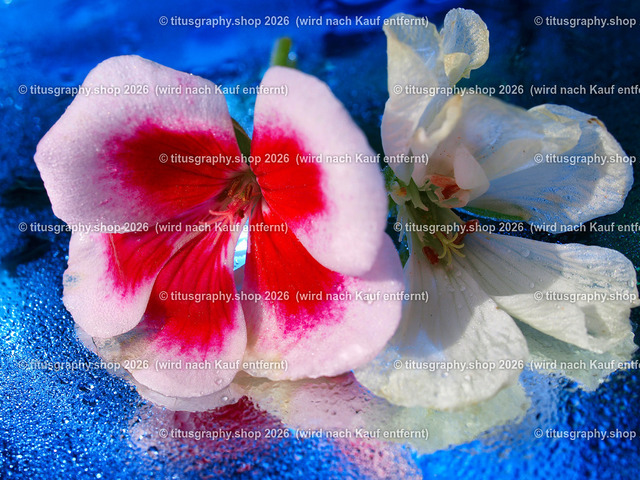 titusgraphy_P6298344-vz-ln | titusgraphy-shop: Geschenkideen mit Qualitätsfotos. titusgraphy-shop: gift ideas with quality photos. titusgraphy-shop: idées cadeaux avec photos de qualité.  - Realisiert mit Pictrs.com