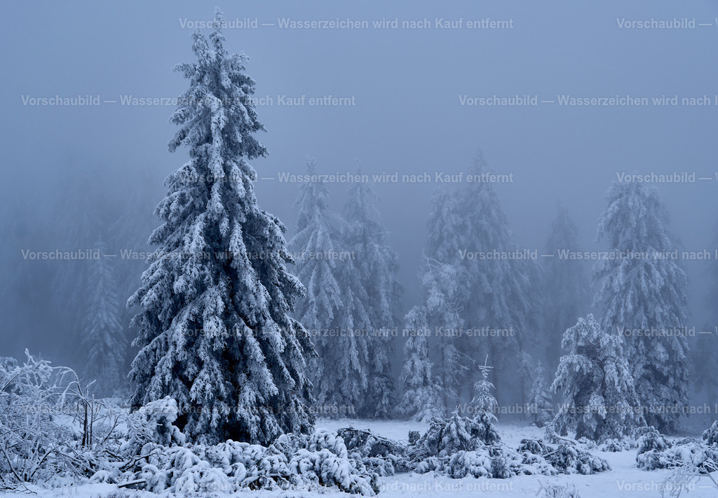 Tannen im Winter | Winter an der Schwarzwaldhochstraße - Realisiert mit Pictrs.com