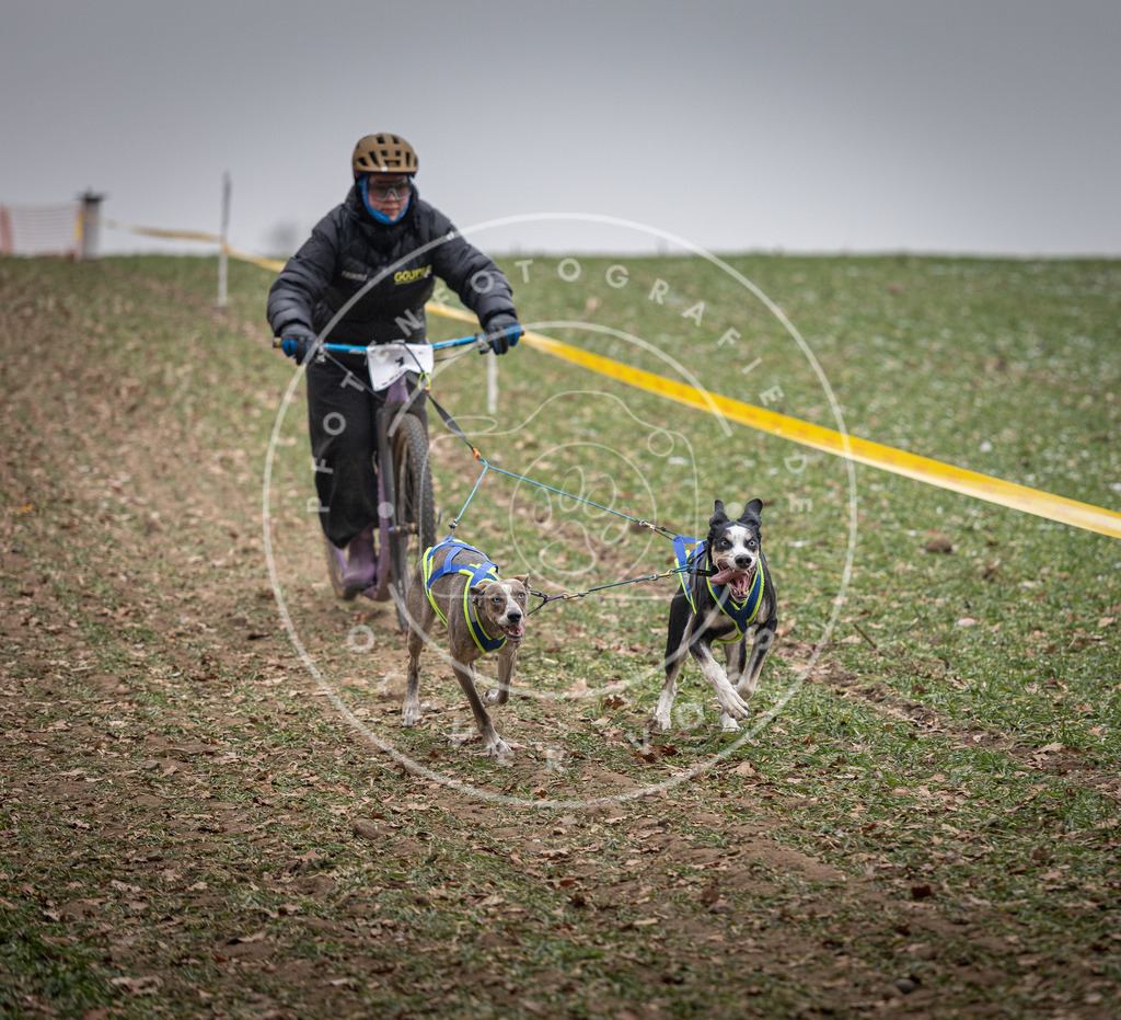 Pfotenfotografie_DV3A2119 | Hundefotografie, Tierfotograf, Pfotenfotografie, Fotoshooting Hund, Hunde Portrait, Hundesport, Hundeportraits, Heideshooting, Hunde, Sportfotograf, Hundefotograf, Turnierhundsport, THS,  - Realisiert mit Pictrs.com