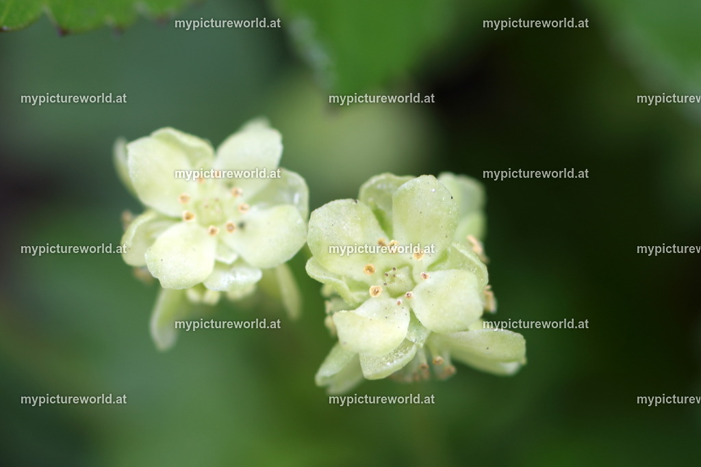 Moschuskraut-002 | Das Bilderarchiv über Tiere, Planzen und Landschaften. In der Bilddatenbank finden Sie ein große Auswahl an hochwertigen Bilder für Ihre Werbung - Realisiert mit Pictrs.com