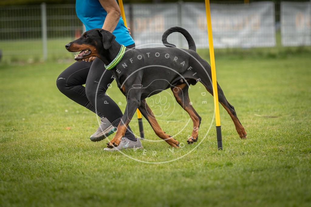 Pfotenfotografie_DV3A1794 | Hundefotografie, Tierfotograf, Pfotenfotografie, Fotoshooting Hund, Hunde Portrait, Hundesport, Hundeportraits, Heideshooting, Hunde, Sportfotograf, Hundefotograf, Turnierhundsport, THS,  - Realisiert mit Pictrs.com