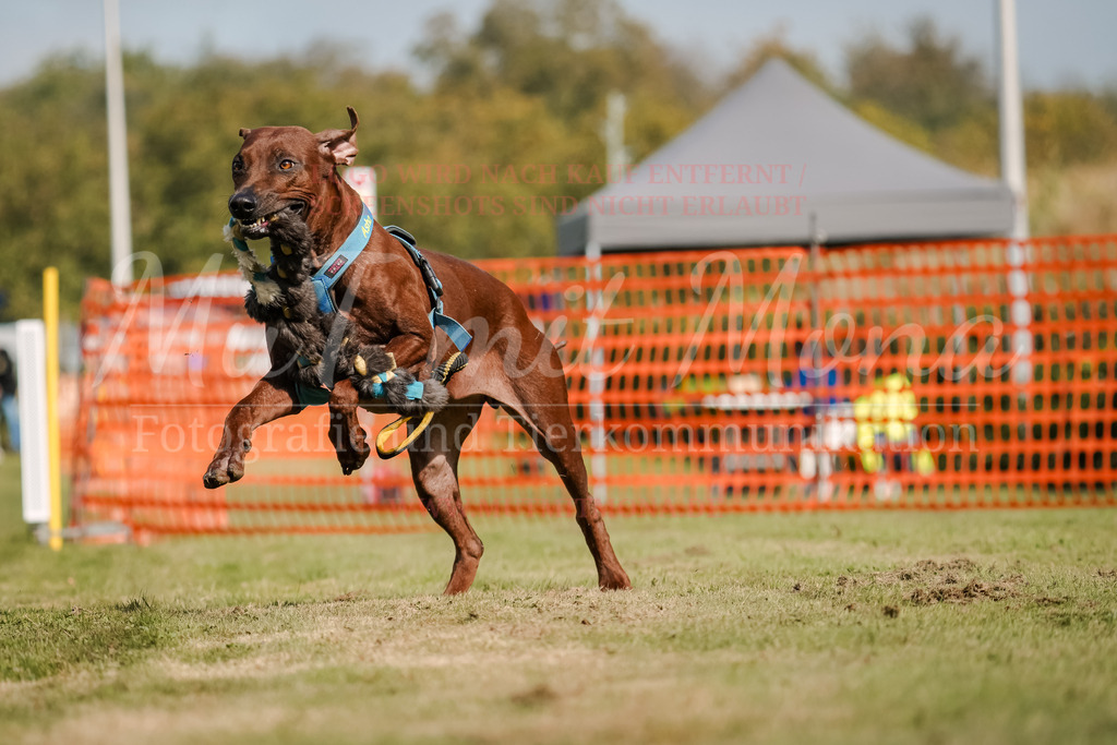 20250928_Hunderennen-480 | MuT (Mensch und Tier) mit Mona - Fotografie und Tierkommunikation - Realisiert mit Pictrs.com