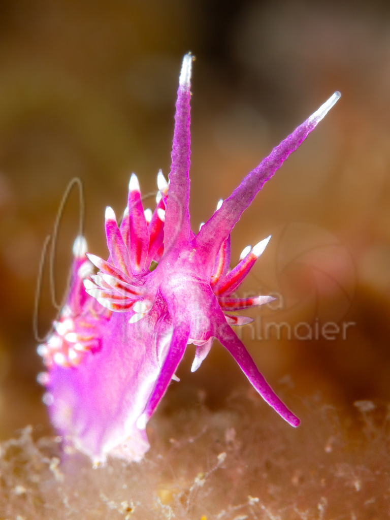 Edmunsella pedata | nudibranch / Nacktschnecke / nudibranquio - Realisiert mit Pictrs.com