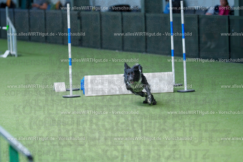 @allesWIRTHgut_Tierfotografie - www.allesWIRTHgut.de - 2604261239-7R501343 | Professionelle Tierfotografie in Mönchengladbach von Daniel Wirth (allesWIRTHgut). Liebevolle & natürliche Bilder von Hunden & Katzen für unvergessliche Erinnerungen.