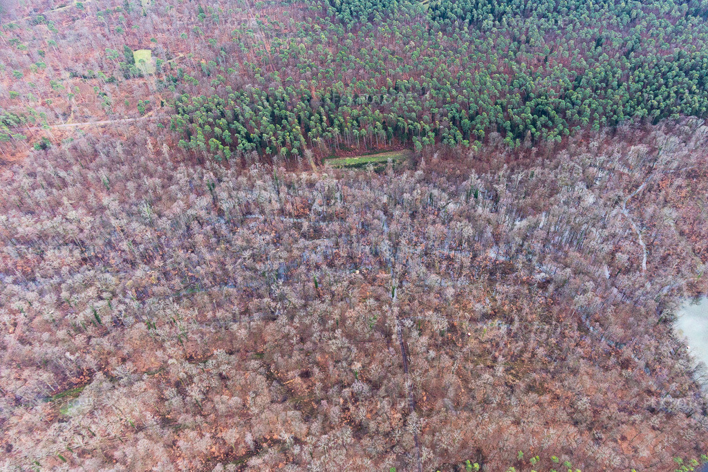 Luftbild: Lichtungen im Bienwald in Wörth am Rhein im Bundesland Rheinland-Pfalz in Deutschland. Foto: IMG_124283.jpg vom 04.02.2021 durch Werner Riehm/FLY-FOTO.de