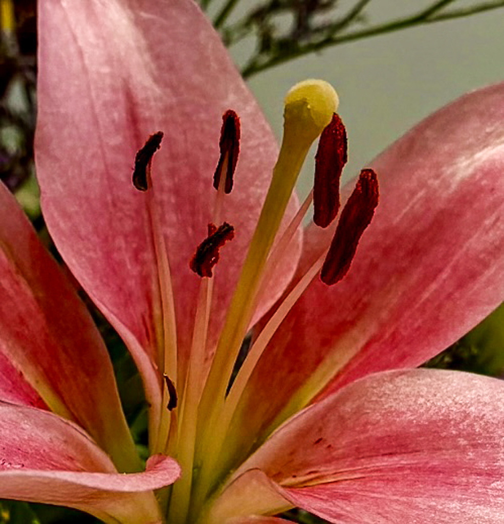 Pink Lily Close-Up | Detailed close-up of a pink lily with dramatic dark stamens and soft botanical textures. - Realisiert mit Pictrs.com
