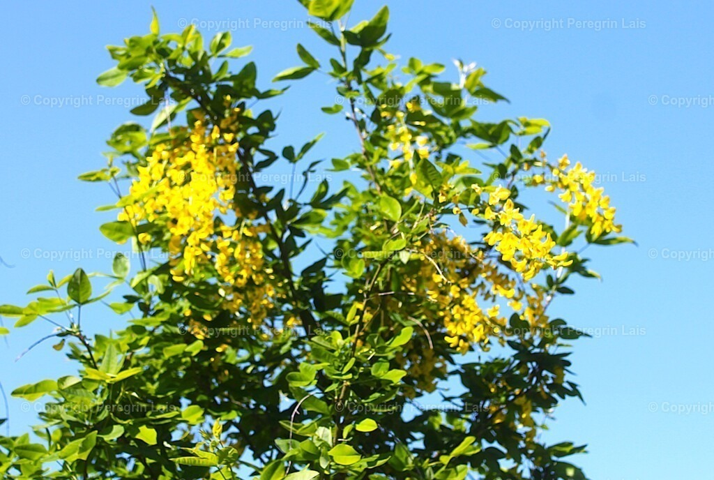 IMG_2924 | Fotografiert von Peregrin Lais. Bilder anschauen, 
Formate auswählen und bestellen. - Realisiert mit Pictrs.com