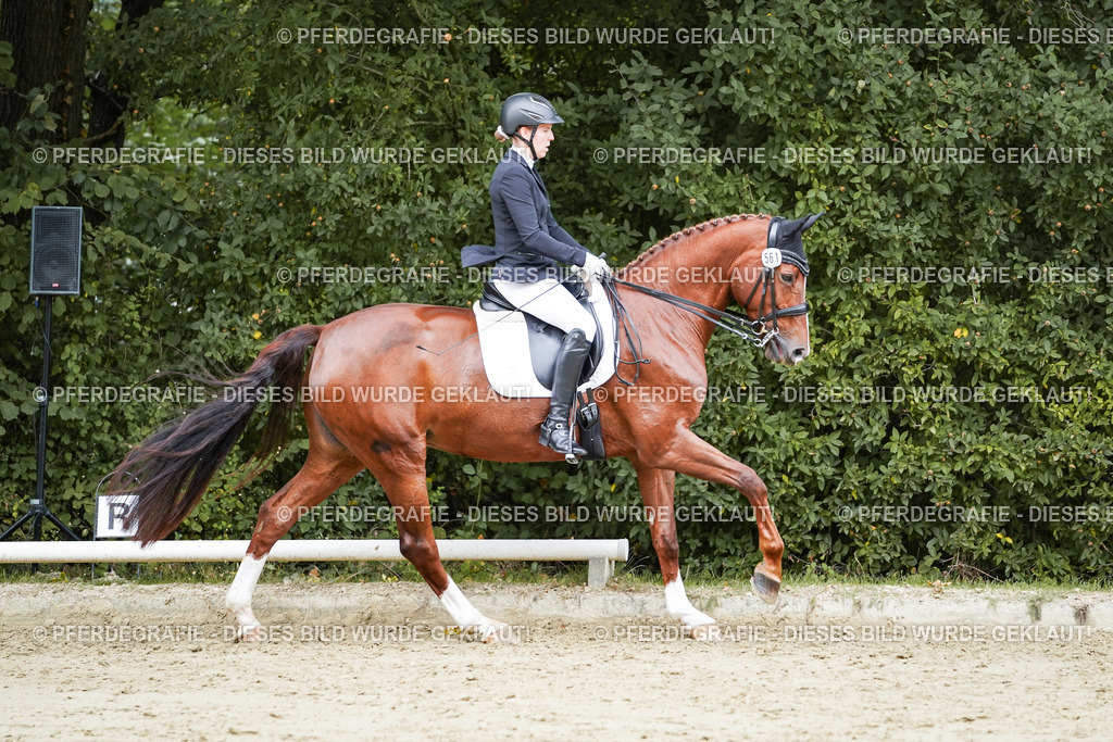 DSC04567 | Pferdegrafie