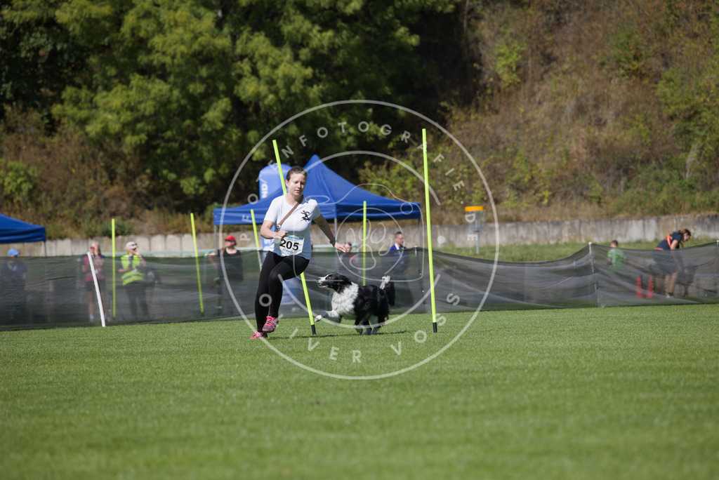 0L8A5819 | Hundefotografie, Tierfotograf, Pfotenfotografie, Fotoshooting Hund, Hunde Portrait, Hundesport, Hundeportraits, Heideshooting, Hunde, Sportfotograf, Hundefotograf, Turnierhundsport, THS,  - Realisiert mit Pictrs.com