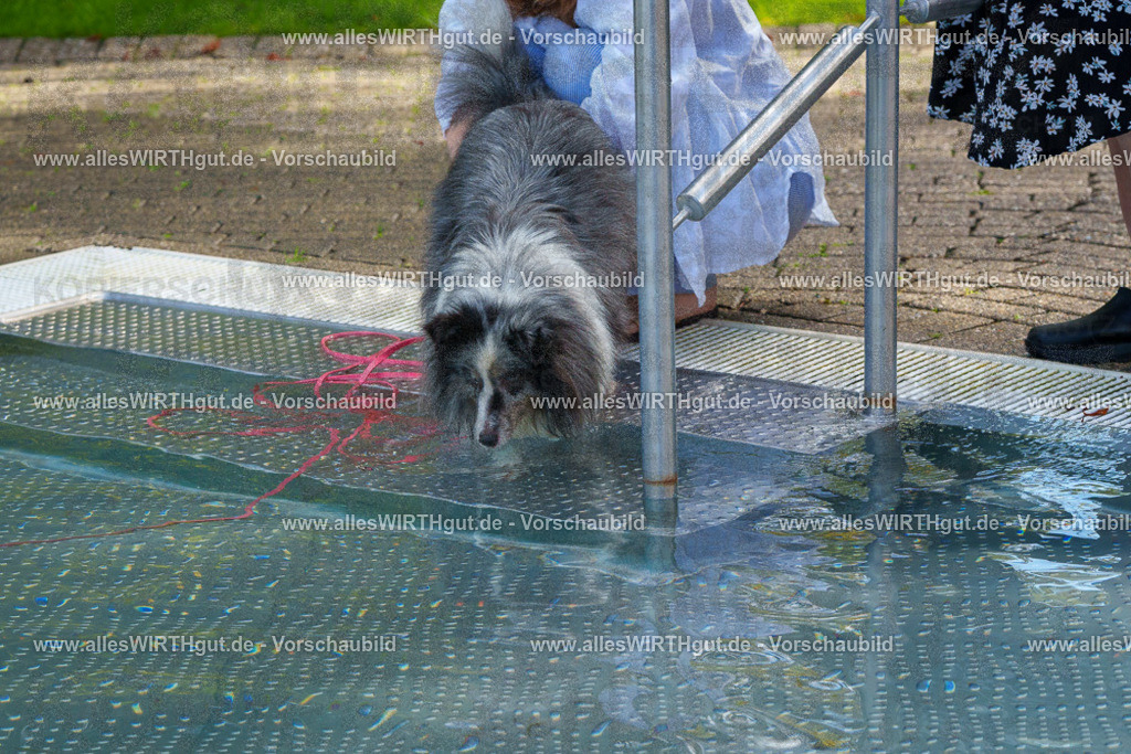 Hundeschwimmen_Grefrath_2026-allesWIRTHgut_Tierfotografie-13_04-FAY00494 | Professionelle Tierfotografie in Mönchengladbach von Daniel Wirth (allesWIRTHgut). Liebevolle & natürliche Bilder von Hunden & Katzen für unvergessliche Erinnerungen.