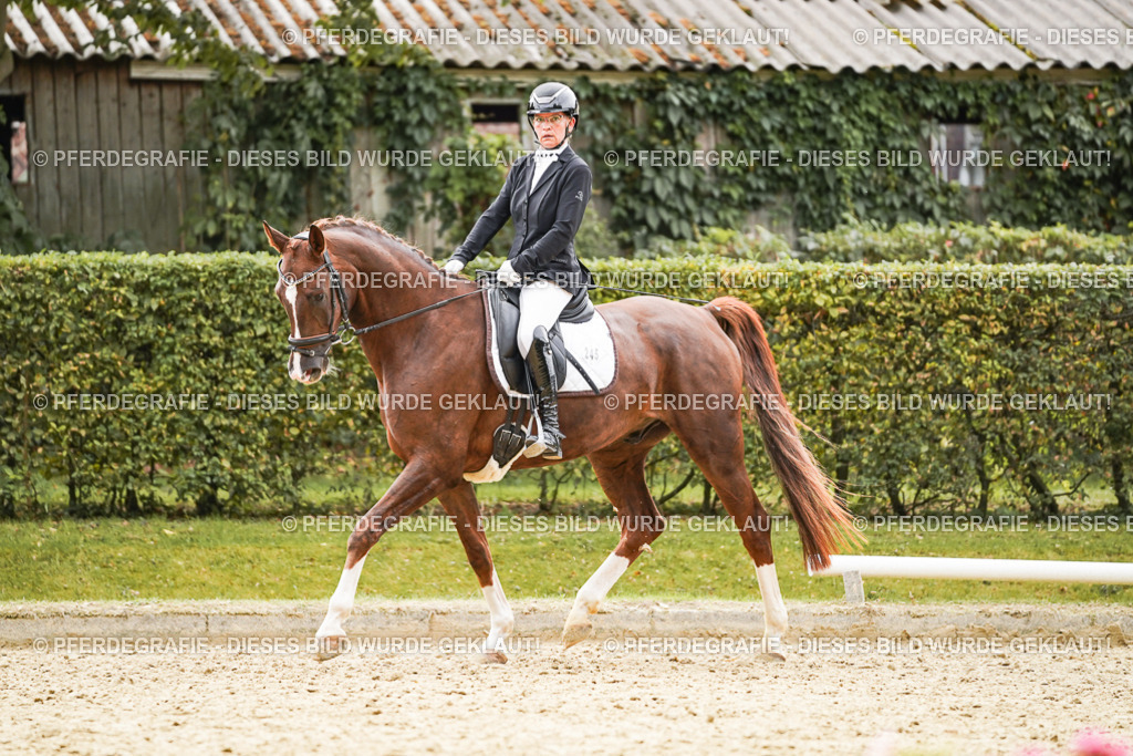 DSC01612 | Pferdegrafie