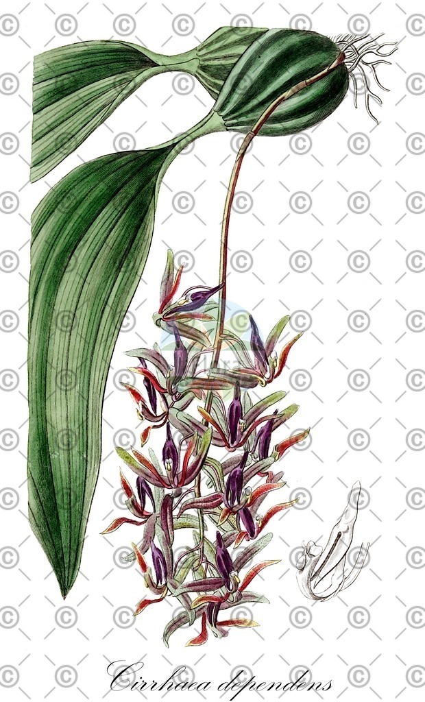 HistAbb_EMP_121635_SRC_Schlechtendal_FLORAD_SIMPLE | Historische Abbildung von Cirrhaea dependens - Orchidaceae | Historical Illustration of Cirrhaea dependens - Orchidaceae