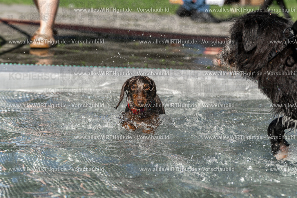 Hundeschwimmen_Volksbad_2026-allesWIRTHgut_Tierfotografie-2609061341-FAY06822 | Professionelle Tierfotografie in Mönchengladbach von Daniel Wirth (allesWIRTHgut). Liebevolle & natürliche Bilder von Hunden & Katzen für unvergessliche Erinnerungen.