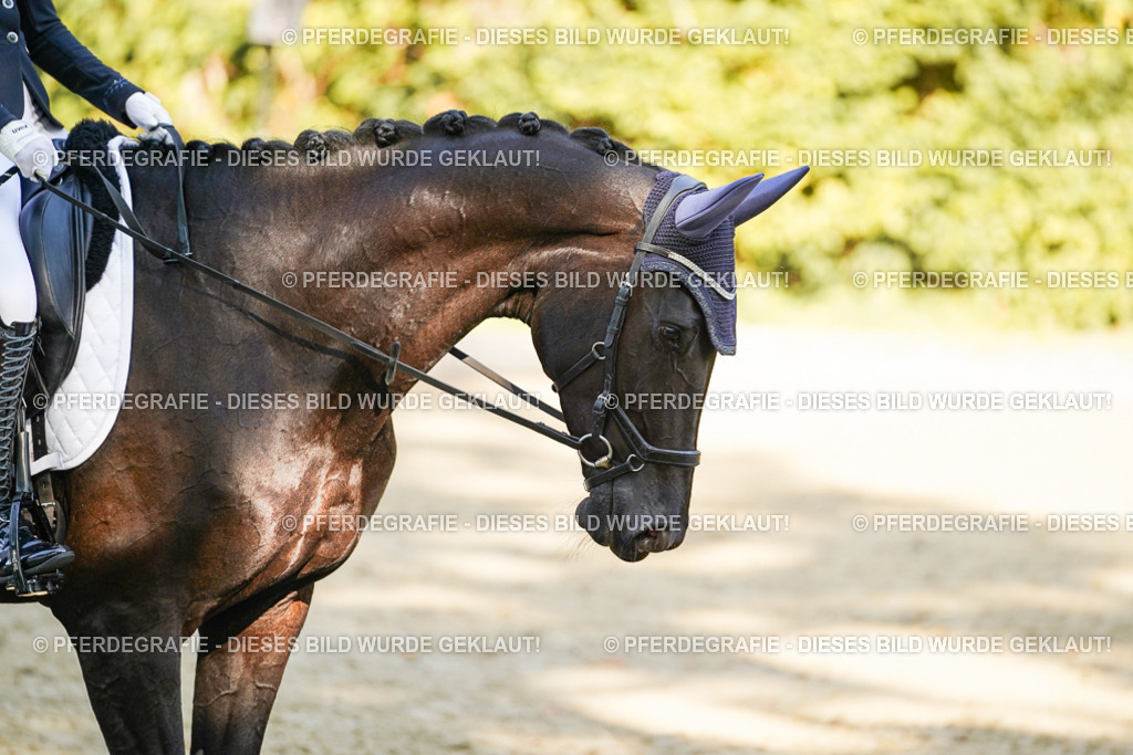 DSC06398 | Pferdegrafie