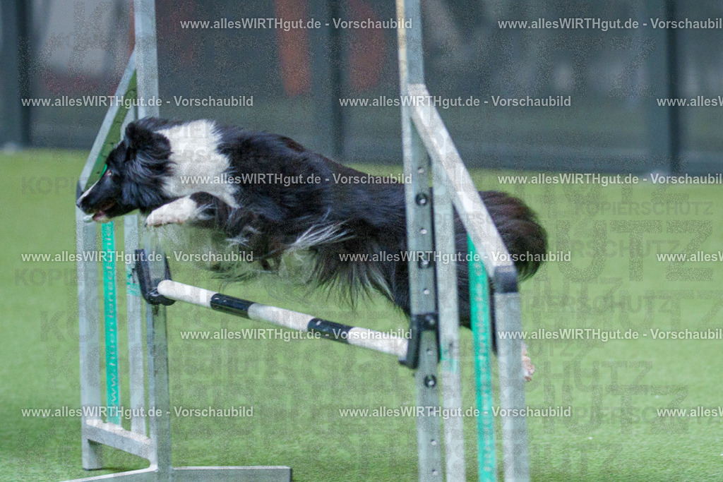 @allesWIRTHgut_Tierfotografie - www.allesWIRTHgut.de - 2604251554-7R506427 | Professionelle Tierfotografie in Mönchengladbach von Daniel Wirth (allesWIRTHgut). Liebevolle & natürliche Bilder von Hunden & Katzen für unvergessliche Erinnerungen.