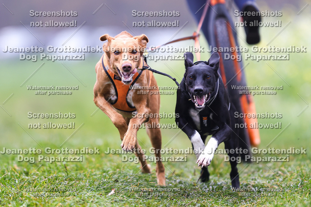 Dog Paparazzi - Visbeck 25 -67 | Dog Paparazzi Jeanette Grottendiek Fotografie & Videografie - Realisiert mit Pictrs.com