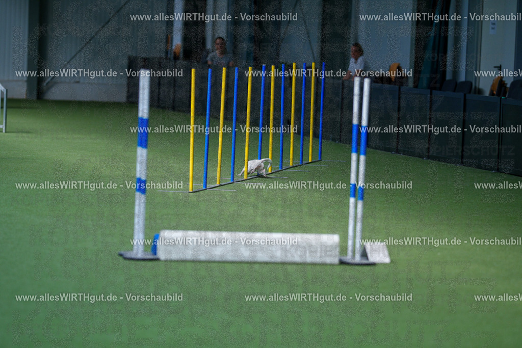 @allesWIRTHgut_Tierfotografie - www.allesWIRTHgut.de - 2604261328-7R501919 | Professionelle Tierfotografie in Mönchengladbach von Daniel Wirth (allesWIRTHgut). Liebevolle & natürliche Bilder von Hunden & Katzen für unvergessliche Erinnerungen.