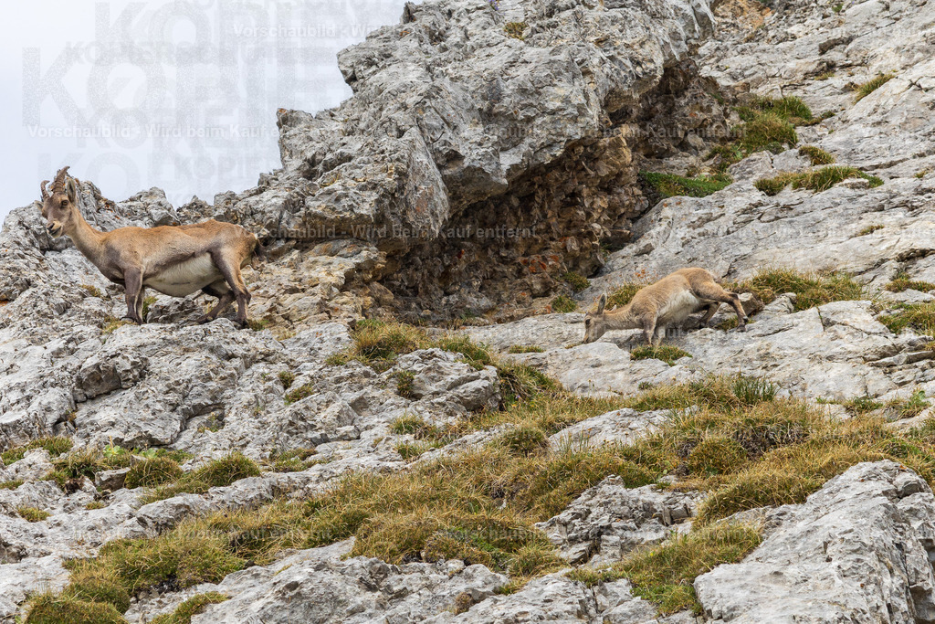 Steinbock am Pilatua | Stimmungsvolle Fotokunst aus Luzern. Erlebe den Pilatus, den See und die Stadt Luzern in exklusiven Aufnahmen in der Fotogalerie & Shop. - Realisiert mit Pictrs.com