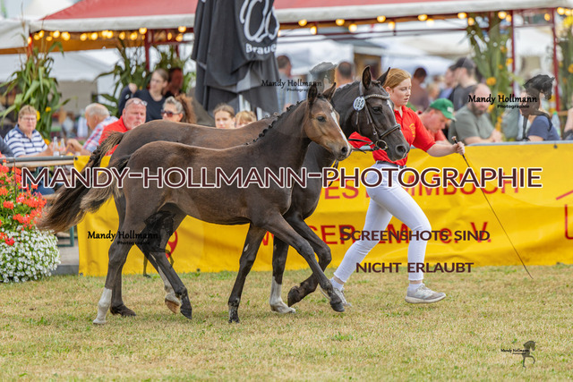 26-8-21 New Forest-96 | mandyhollmannphotographie