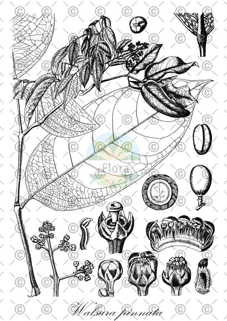 HistAbb_wfo-0000427581_1_ENZY_Simple | Historische Abbildung von Walsura pinnata - Meliaceae | Historical Illustration of Walsura pinnata - Meliaceae