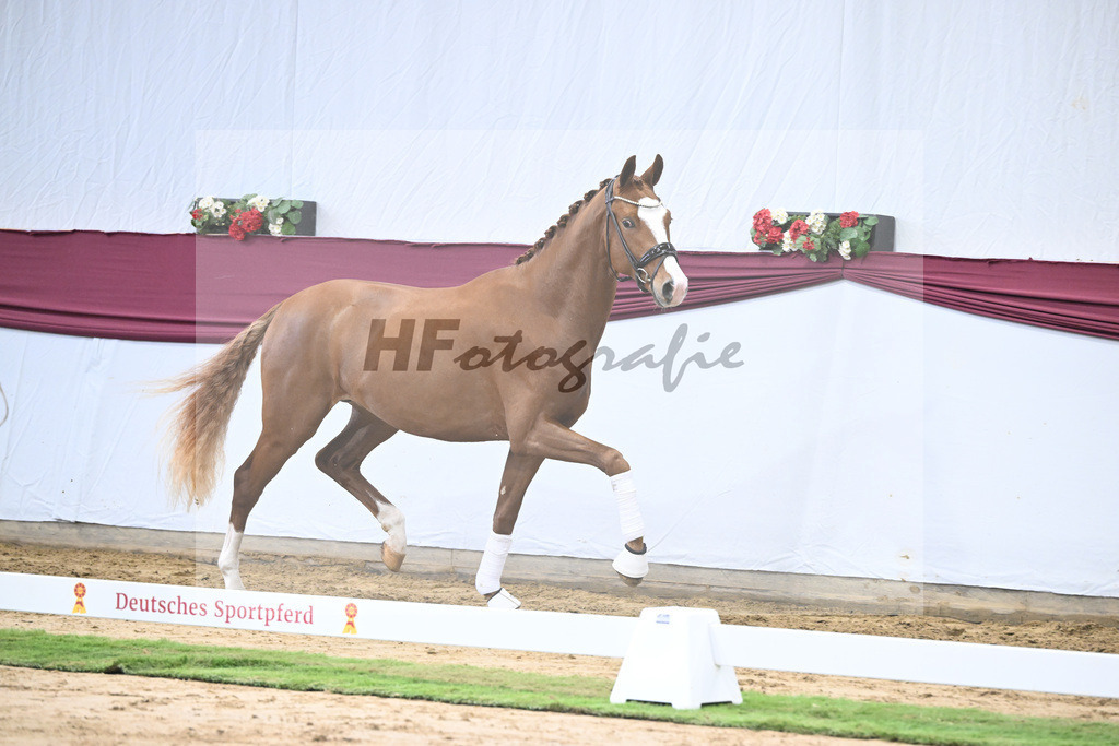 Kat-Nr. 24 Escanto PS x Feinrich_Tobias Sesselmann u Lea Dressel_47250762 | hf-fotografie - Realisiert mit Pictrs.com