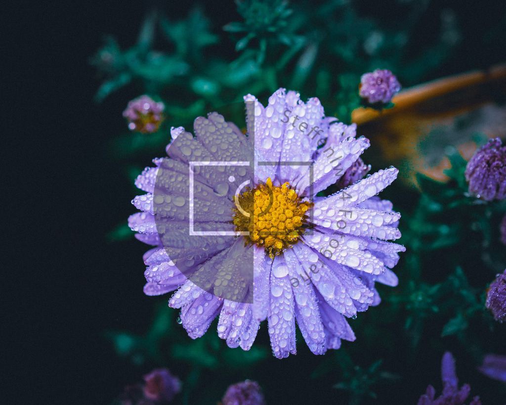 Wandbild Aster im Regen | Ich bin Fotograf und auf meiner Webseite hast du die Möglichkeit meine fotografie als Wandbilder druckfertig für dein Zuhause zu bestellten. - Realisiert mit Pictrs.com